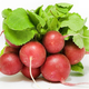 Illustration for article titled No Matter What You Think, Radishes Aren't Actually Spicy